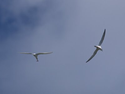 White-fronted Terns _A159981.jpg