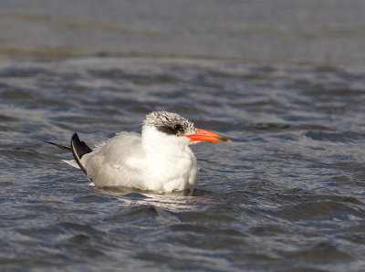 Juvenile Caspian Tern _A069164.jpg