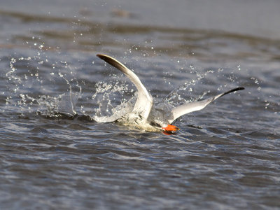 Juvenile Caspian Tern _A069196.jpg