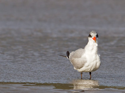 Juvenile Caspian Tern _A069228.jpg