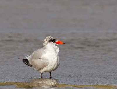 Juvenile Caspian Tern _A069233.jpg