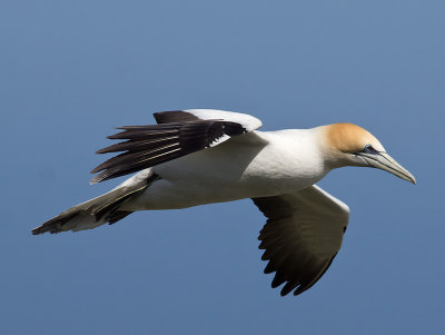 Australasian Gannett _A038833.jpg