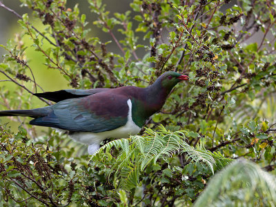 New Zealand Pigeon _A099355.jpg