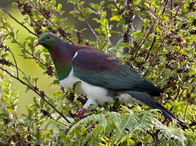 New Zealand Pigeon _A099366.jpg