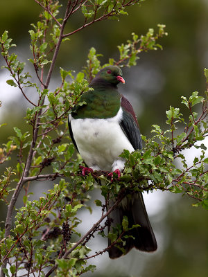 New Zealand Pigeon _A109399.jpg