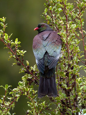 New Zealand Pigeon _A109431.jpg