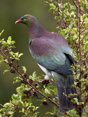 New Zealand Pigeon _A109438.jpg