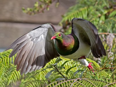 New Zealand Pigeon _A109450.jpg