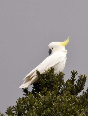 Sulphur-crested Cockatoo _A089261.jpg