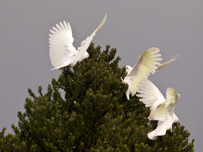 Sulphur-crested Cockatoos _A089294.jpg