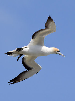 Australasian Gannet _A150042.jpg
