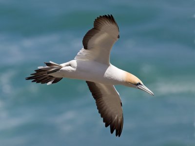Australasian Gannet _A150074.jpg