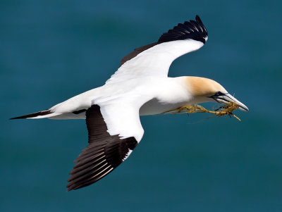 Australasian Gannet _A159770.jpg