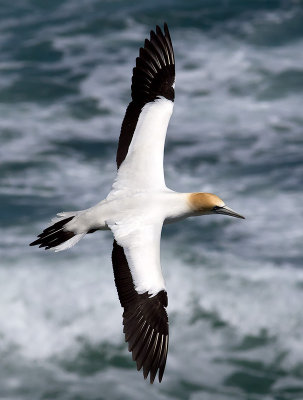 Australasian Gannet _A159807.jpg
