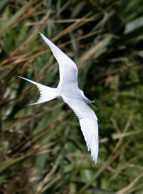 White-fronted Tern _A150028.jpg