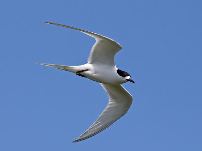 White-fronted Tern _A150044.jpg