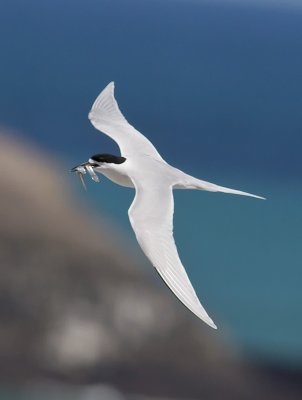 Terns