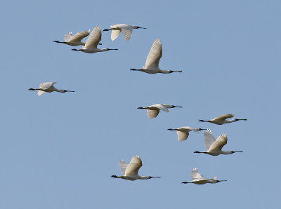 Royal Spoonbills _A139522.jpg