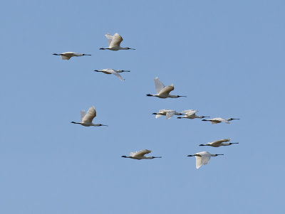 Royal Spoonbills _A139524.jpg