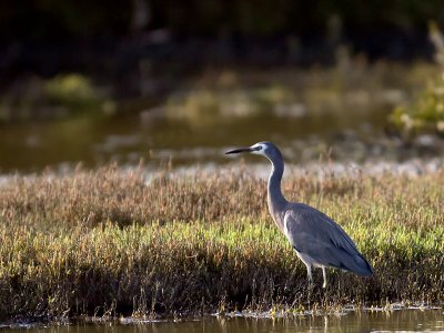 White-faced Heron _A139520.jpg