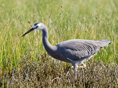 White-faced Heron _A149579.jpg