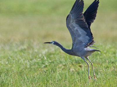 White-faced Heron _A149583.jpg