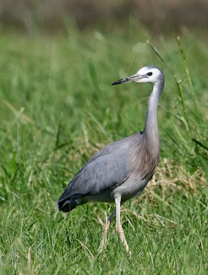 White-faced Heron _A149632.jpg