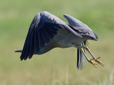 White-faced Heron _A149585.jpg