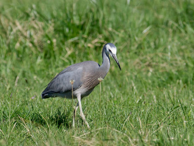 White-faced Heron _A149637.jpg