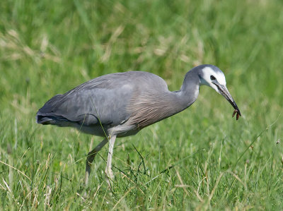 White-faced Heron _A149646.jpg