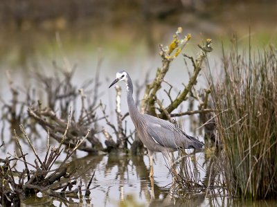 White-faced Heron _A149679.jpg