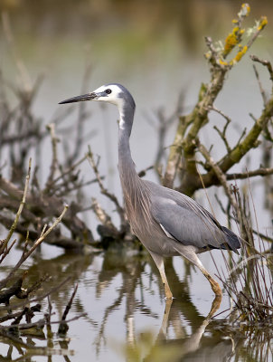 White-faced Heron _A149681.jpg