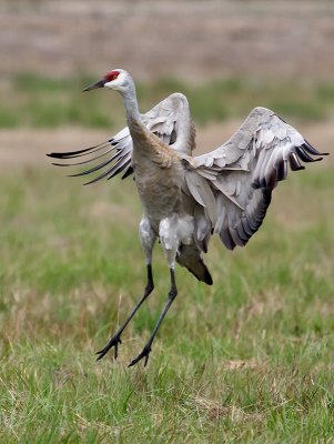 Sandhill Crane _B050483.jpg