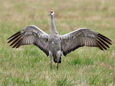 Sandhill Crane _B050489.jpg