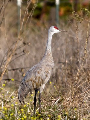 Sandhill Crane _B100874.jpg