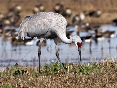 Sandhill Crane _B101011.jpg
