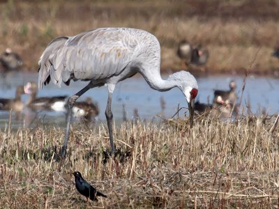 Sandhill Crane _B101015.jpg