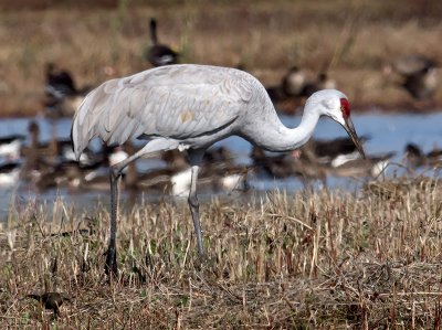 Sandhill Crane _B101019.jpg