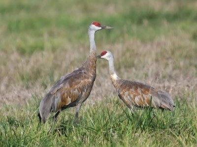 Sandhill Cranes _A240213.jpg