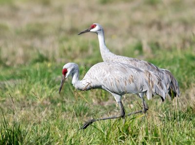 Sandhill Cranes _A240220.jpg
