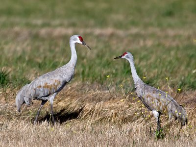 Sandhill Cranes _B040304.jpg