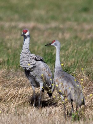 Sandhill Cranes _B040306.jpg