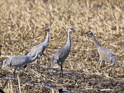 Sandhill Cranes _B040336.jpg