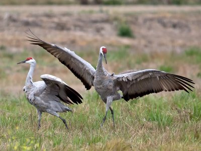 Sandhill Cranes _B050467.jpg