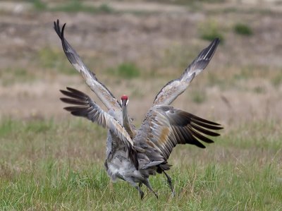 Sandhill Cranes _B050496.jpg