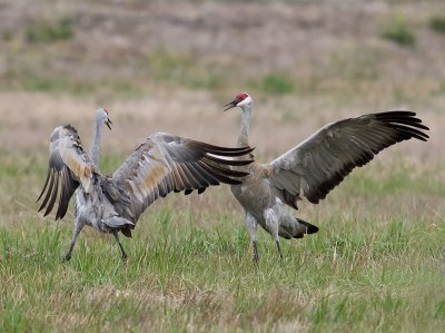 Sandhill Cranes _B050497.jpg