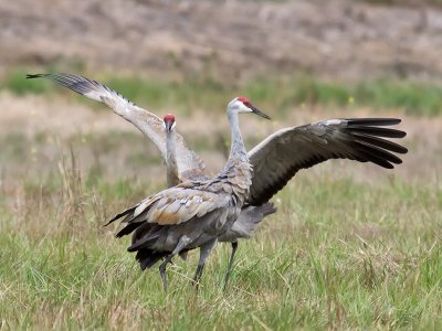 Sandhill Cranes _B050503.jpg