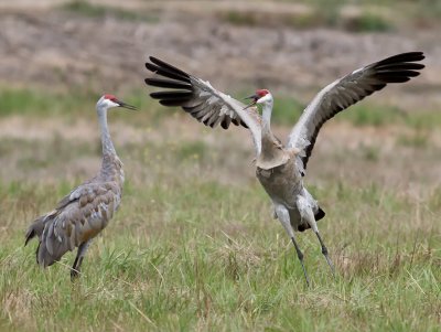Sandhill Cranes _B050504.jpg
