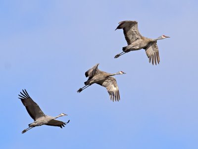 Sandhill Cranes _B060631.jpg