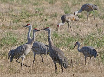 Sandhill Cranes _B060644.jpg